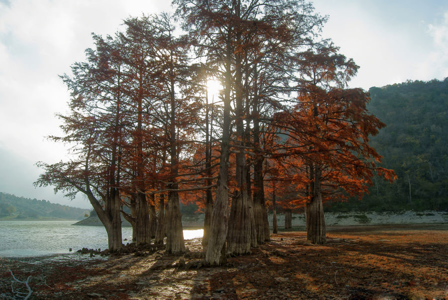 Кипарисы в крыму фото