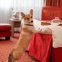 Гостиница Red Stars Hotel, Pets friendly, фото 39